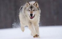 /album/hondachtige/wolven-jpg/