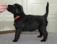 /album/fotogalerij-gewone-hond/miley-jpg/