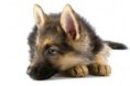 /album/fotogalerij-gewone-hond/herder-jpg/